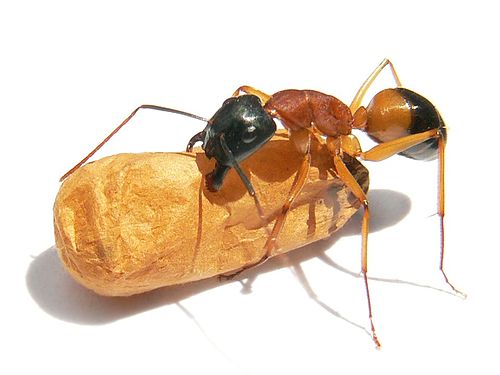 Banded sugar ant